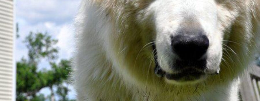 Great Pyrenees-134