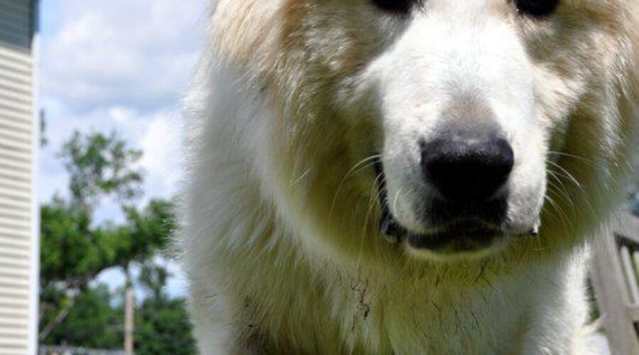 Great Pyrenees-134