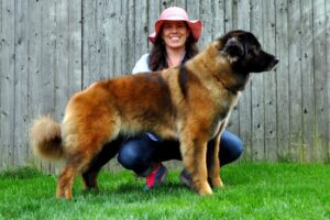 Our Female Estrela Mountain Dogs aka Serra da Estrela-76