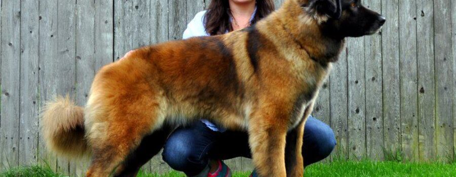 Our Female Estrela Mountain Dogs aka Serra da Estrela-76