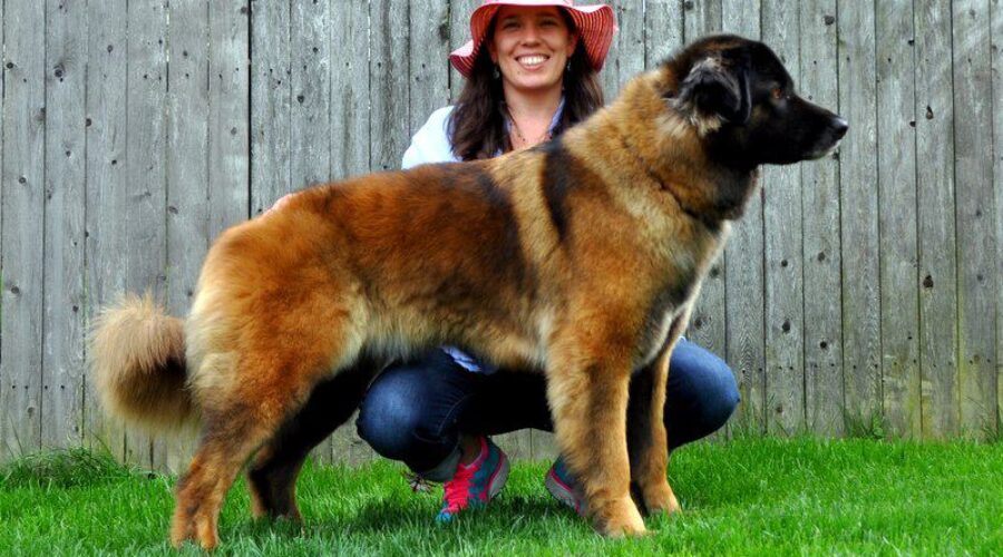 Our Female Estrela Mountain Dogs aka Serra da Estrela-76