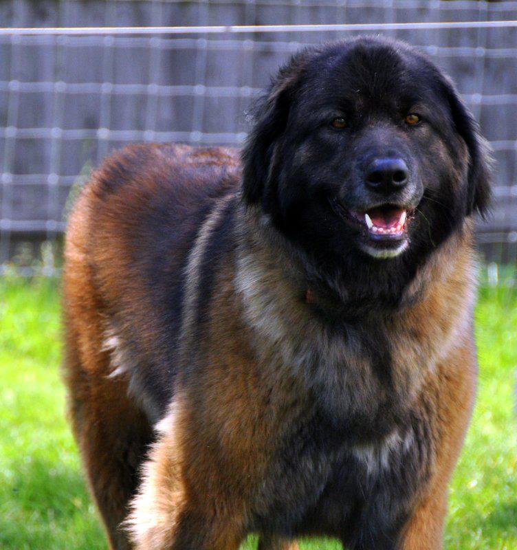 Our Female Estrela Mountain Dogs aka Serra da Estrela-78