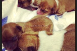 Puppies – Available Puppies-246