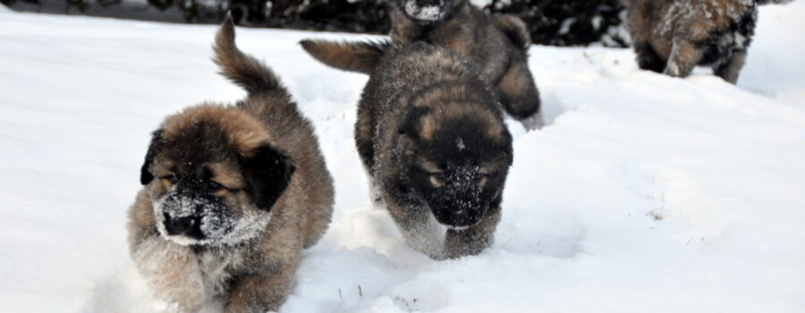 snow pups