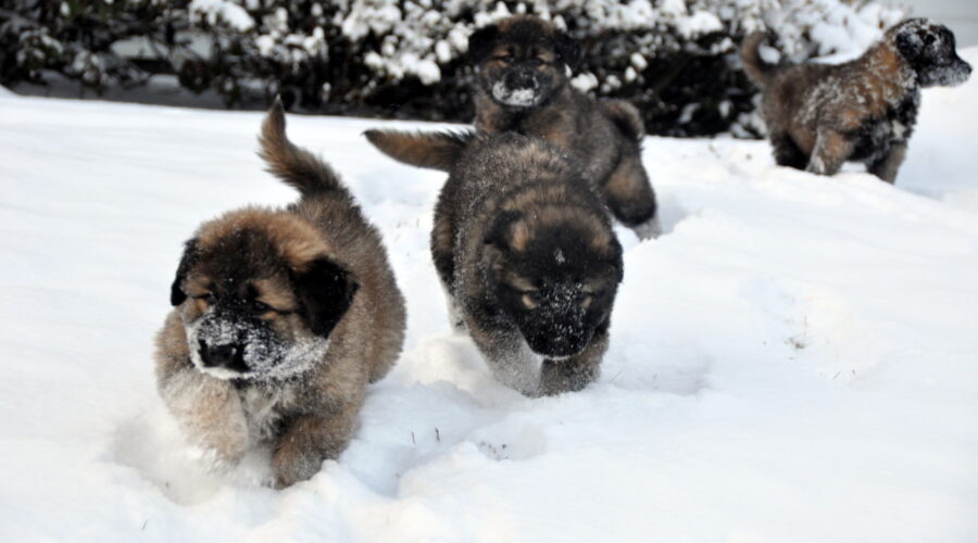 snow pups