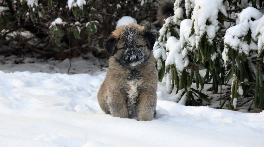 star in snow