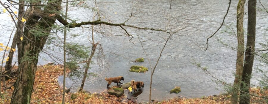 Castle and Ollie One last swim