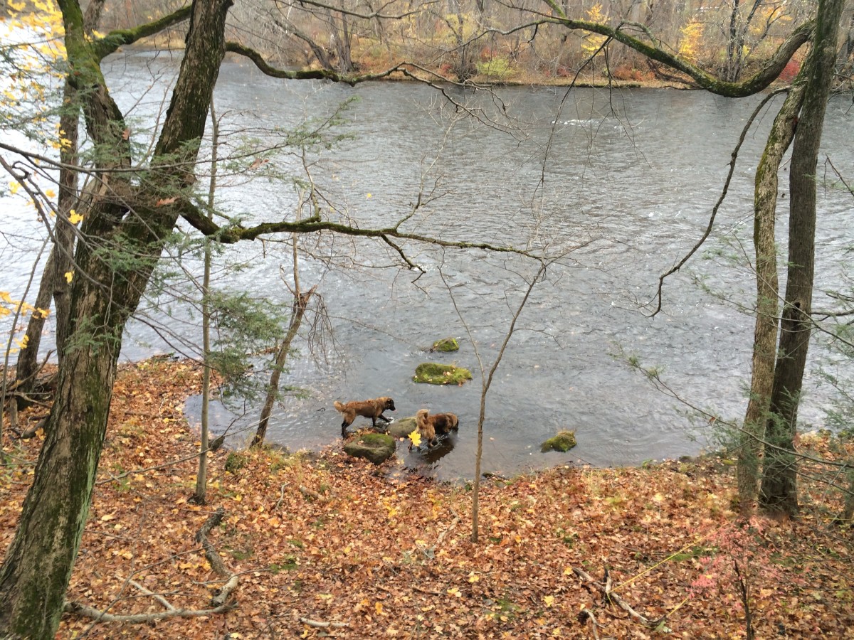 Castle and Ollie One last swim