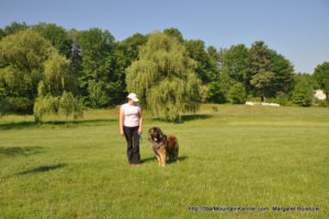 Estrela Mountain Dog