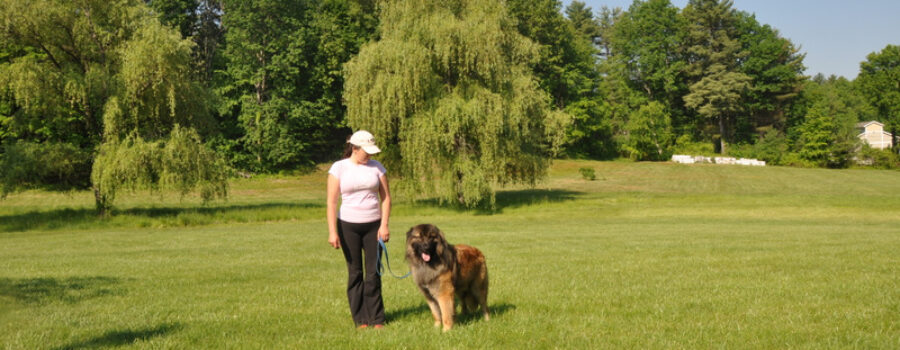 Estrela Mountain Dog