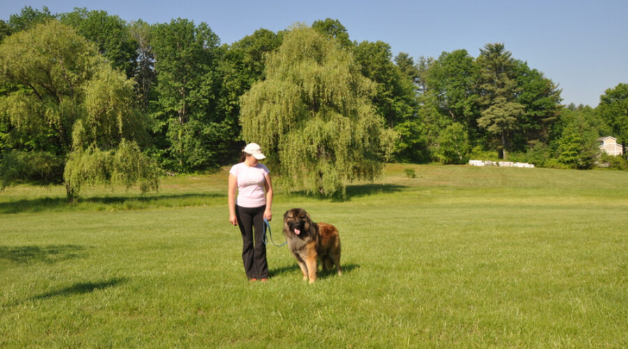 Estrela Mountain Dog