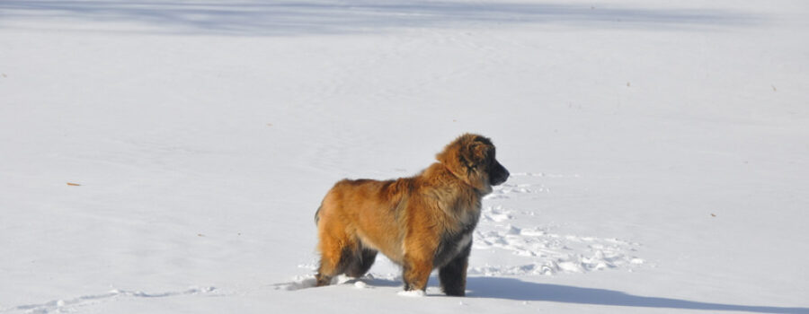 Estrela Mountain Dog