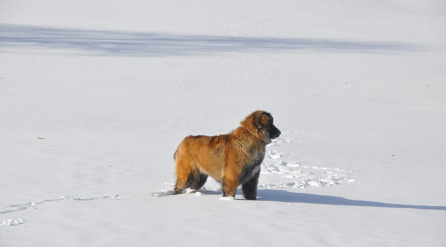 Estrela Mountain Dog