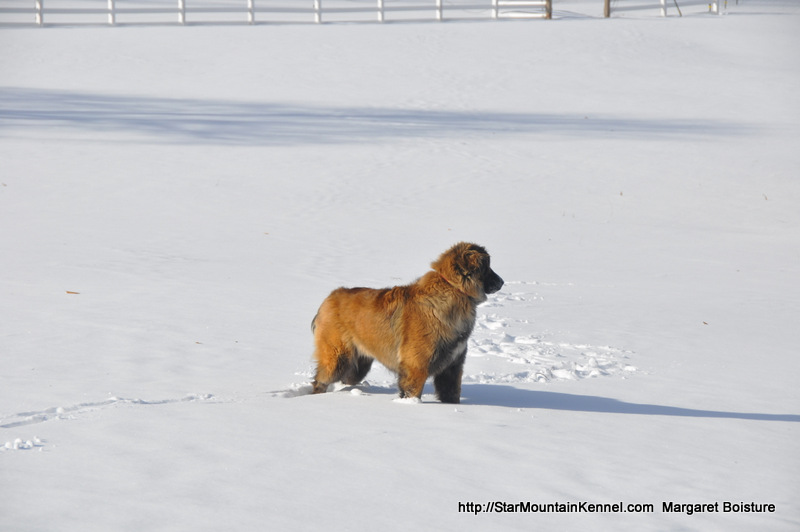 Estrela Mountain Dog