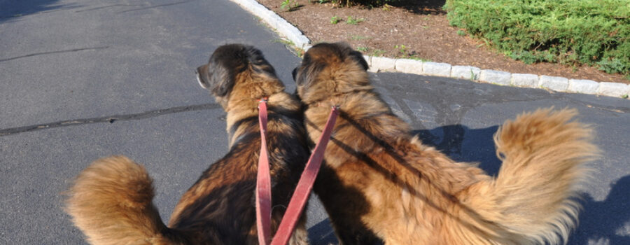 Estrela Mountain Dog