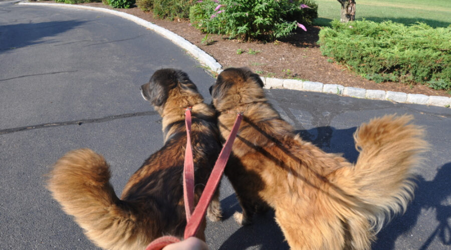 Estrela Mountain Dog