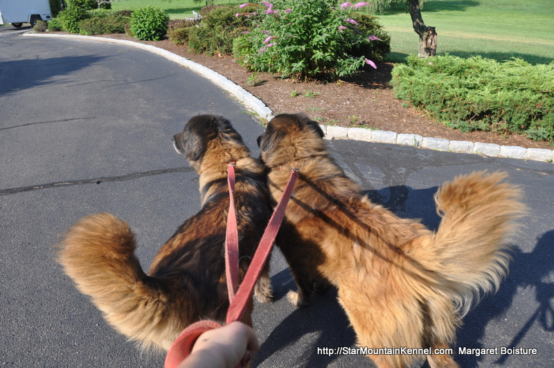 Estrela Mountain Dog