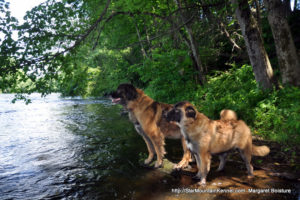 Estrela Mountain Dog