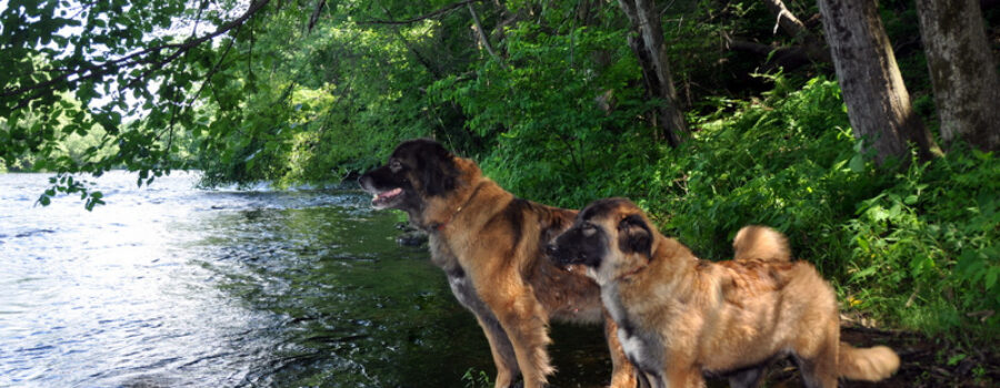 Estrela Mountain Dog