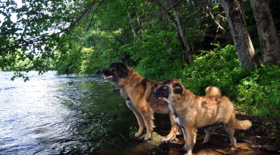 Estrela Mountain Dog