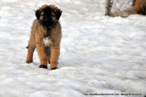 Estrela Mountain Dog