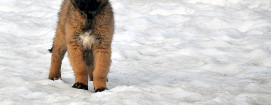 Estrela Mountain Dog