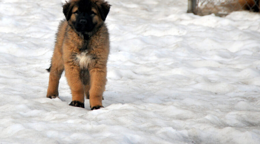 Estrela Mountain Dog