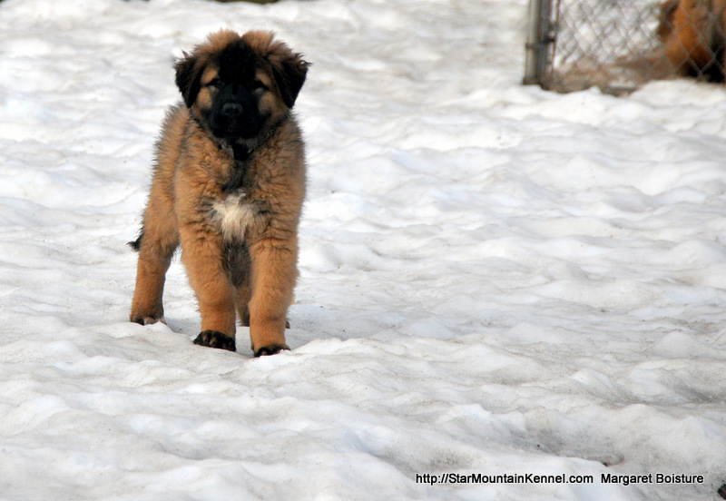 Estrela Mountain Dog