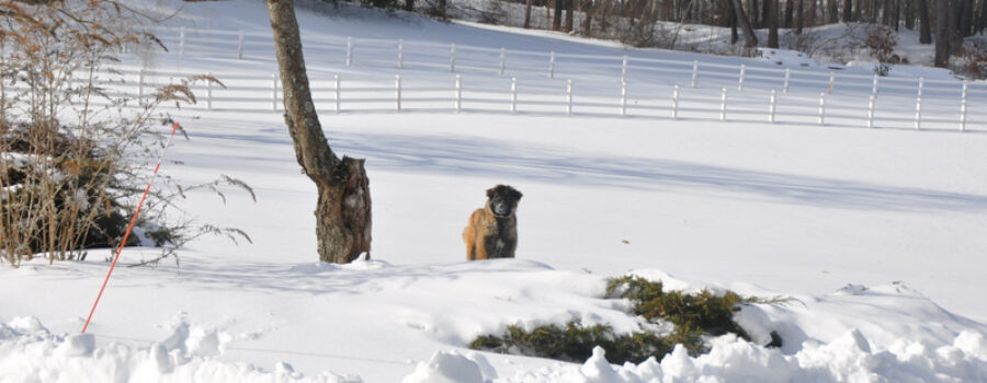 Estrela Mountain Dog Pup