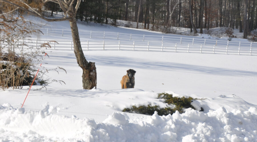 Estrela Mountain Dog Pup