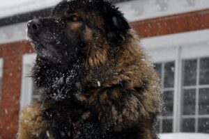 The Male Estrela Mountain Dog and his Lion’s Mane