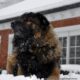 The Male Estrela Mountain Dog and his Lion’s Mane