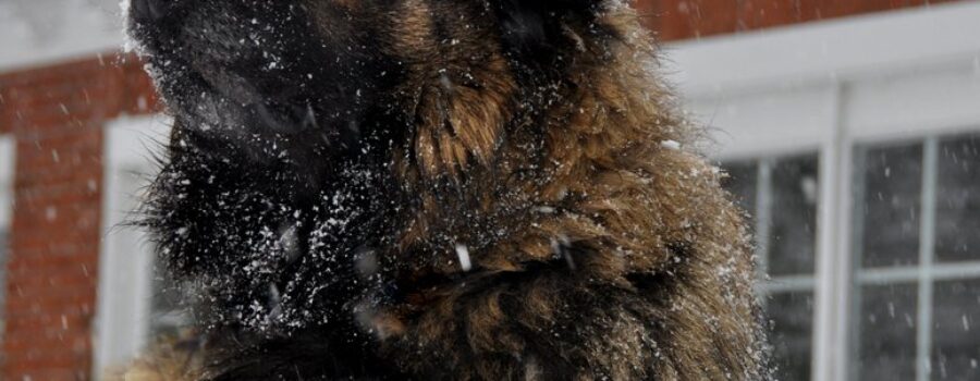 The Male Estrela Mountain Dog and his Lion’s Mane