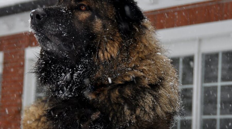 The Male Estrela Mountain Dog and his Lion’s Mane