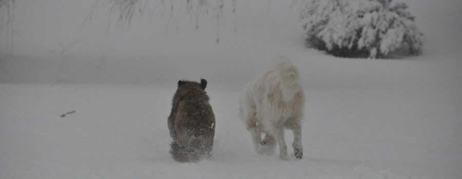 Estrela Mountain Dog Snow