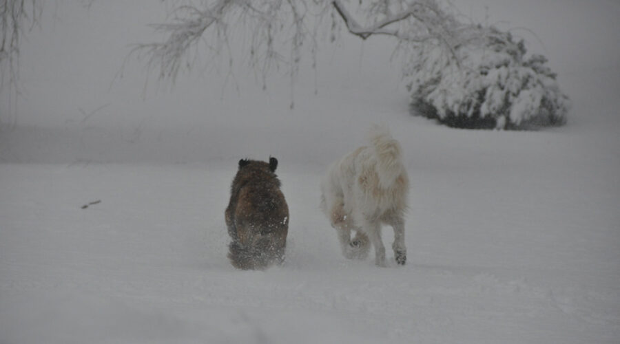 Estrela Mountain Dog Snow