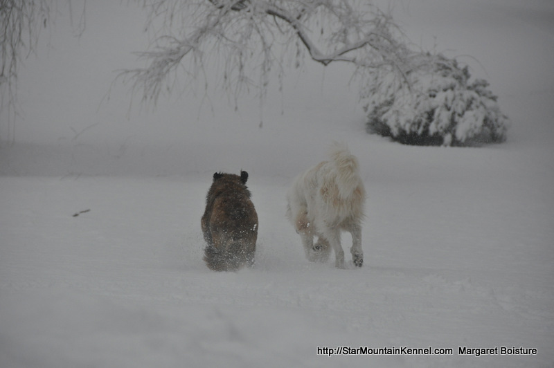 Estrela Mountain Dog Snow