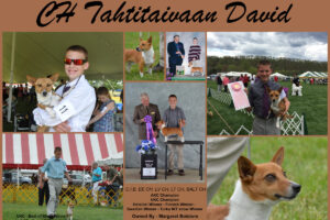 David is an AKC Champion