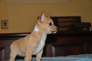 Portuguese Podengo Pequeno Puppies for 2016