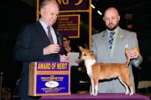 FADO WINS AT WESTMINSTER