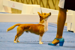 Top Dog Top Hound Best Bred by Exhibitor AKC National Championship Royal Canin #thisisakc Portuguese Podengo Pequeno Smooth Coat